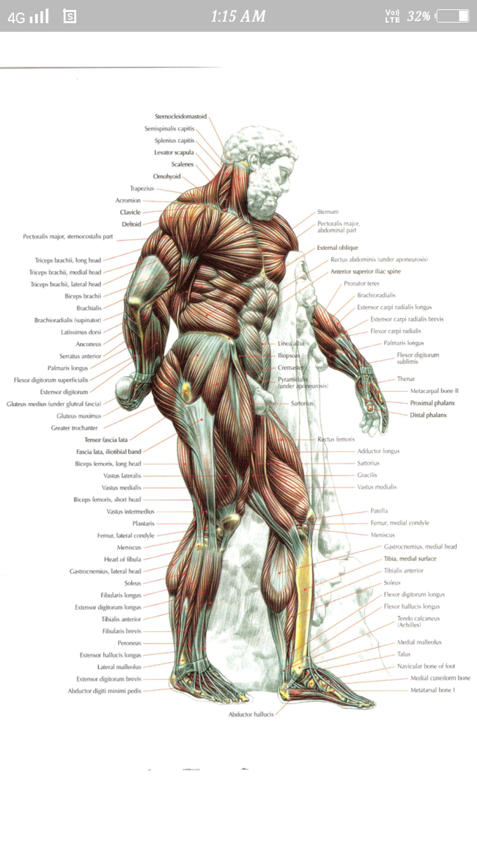 💪 SKELETON MUSCLES💪