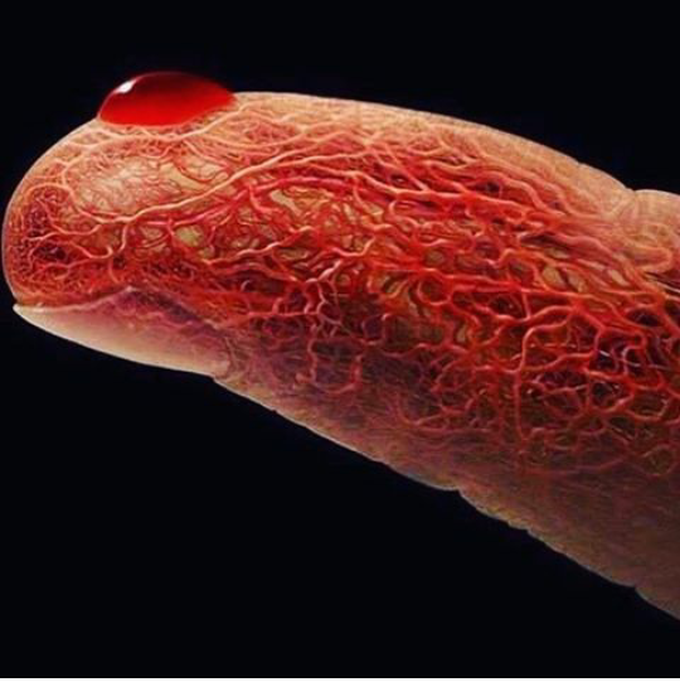 Red blood cells