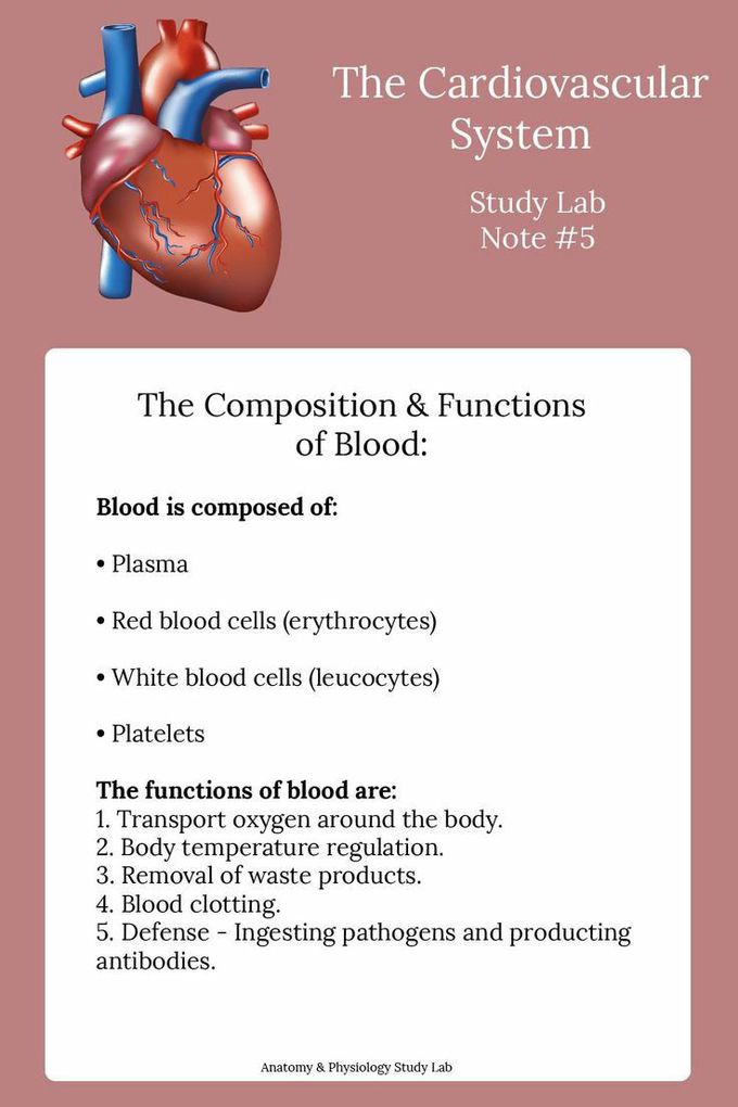 CARDIOVASCULAR SYSTEM