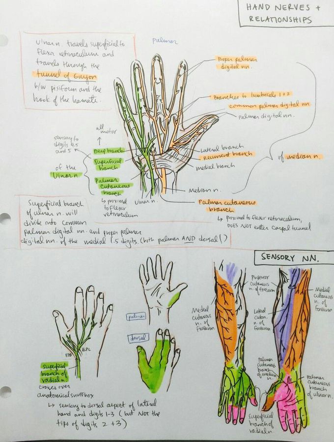 hand  nerves