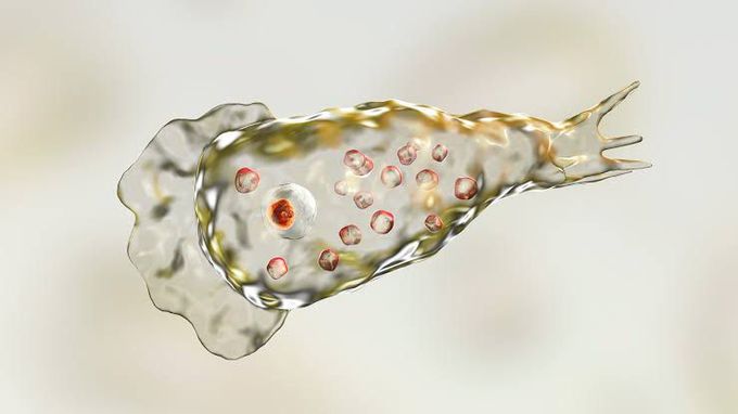 Causes of naegleria fowleri