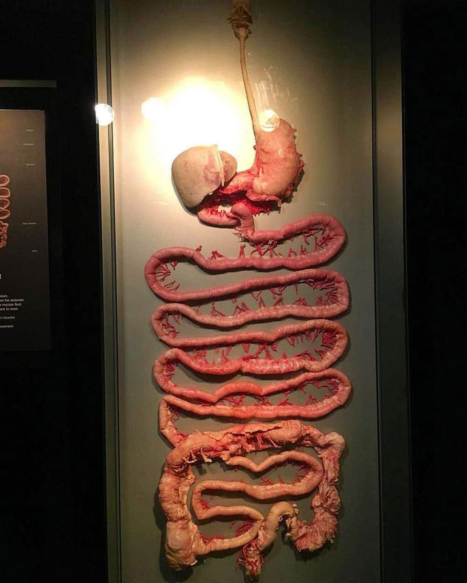 Gastrointestinal system
