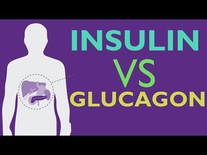 Difference between Glucagon and Insulin
