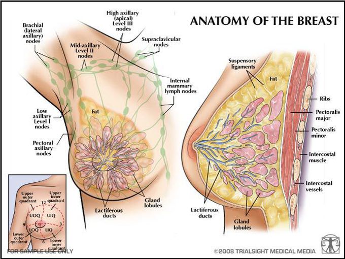 Anatomy
