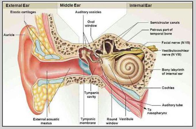 👂 Ear