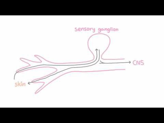 Overview of HSV Encephalitis
