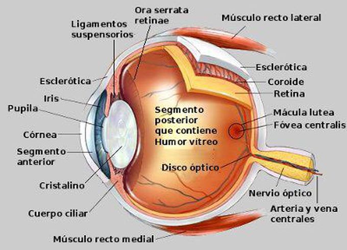 Globo ocular