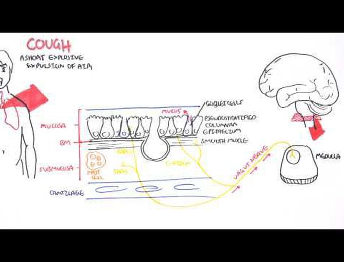 Physiology of Coughing