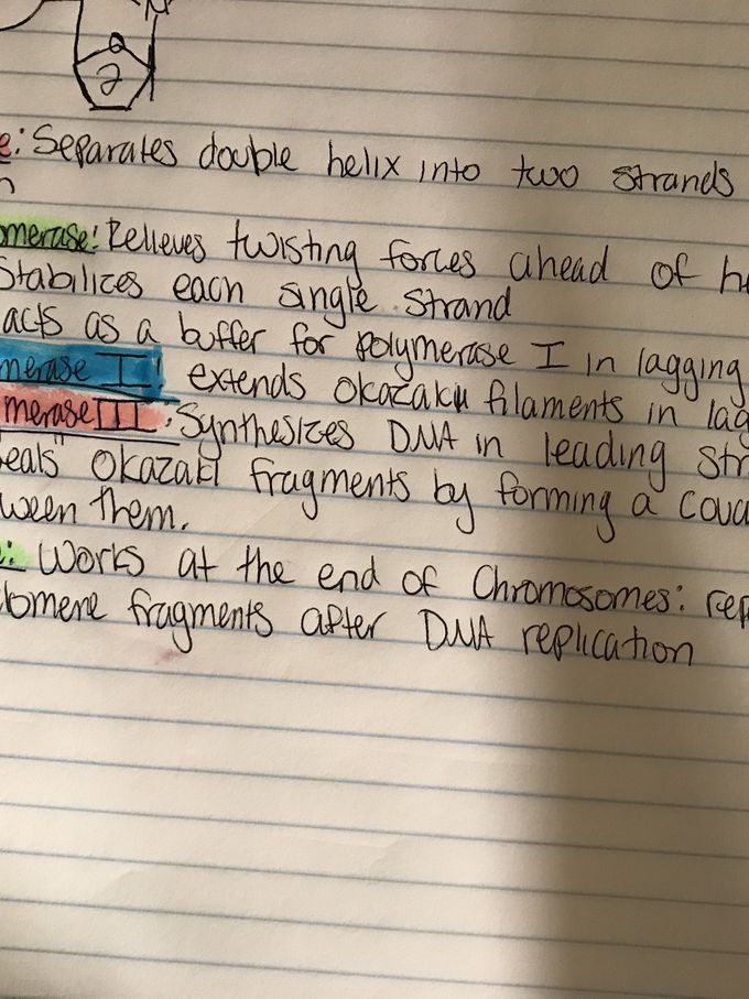 DNA replication