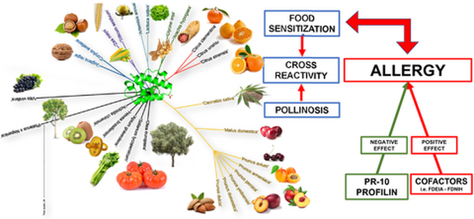 Allergy to Lipid Transfer Proteins