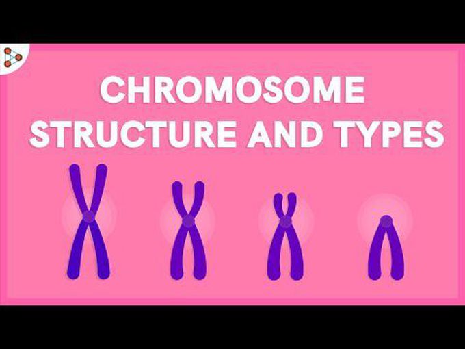 Biology of Chromosomes