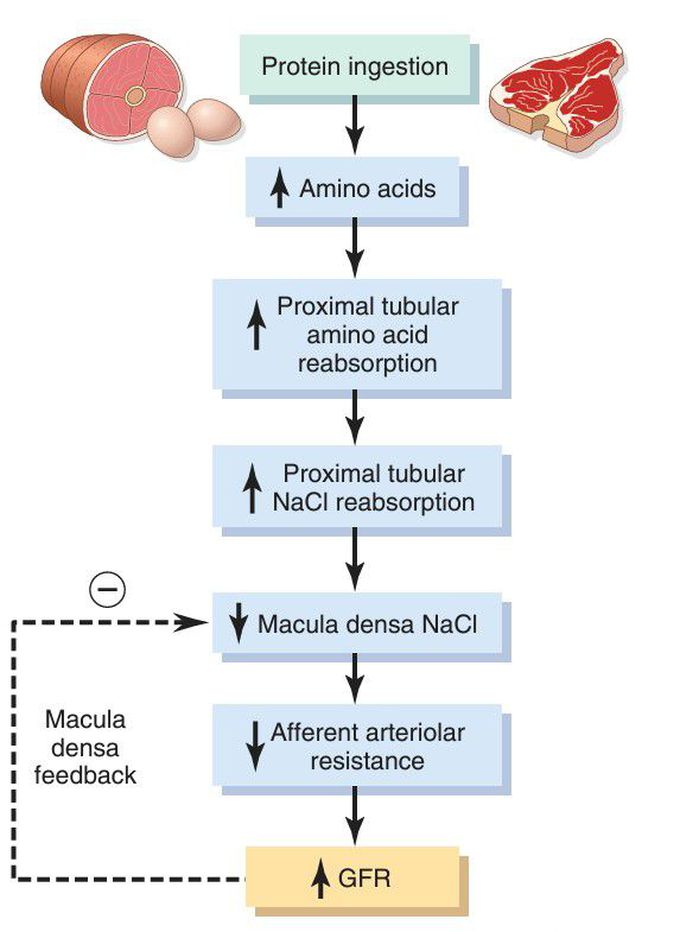 Macula densa feedback