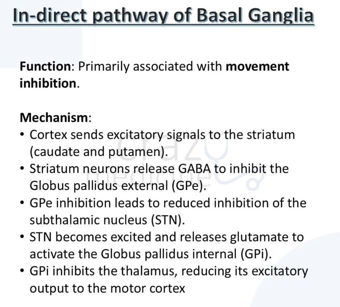 Basal Ganglia VI