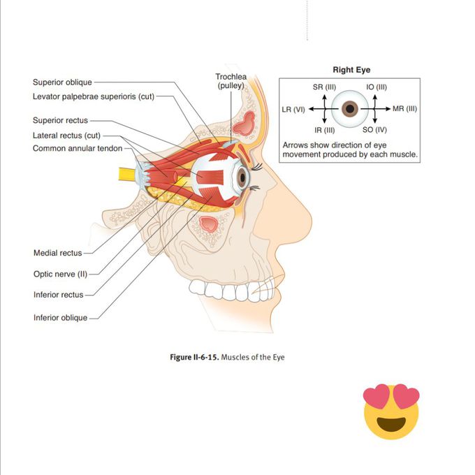 Eye anatomy