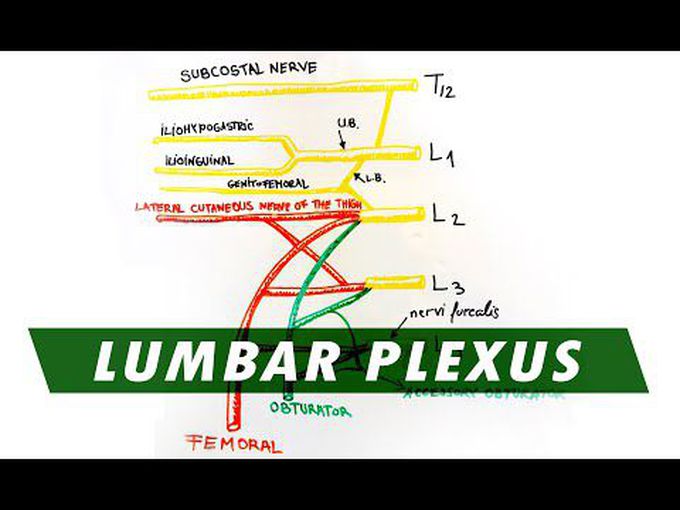 Overview of Lumbar Plexus